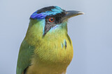 Image. Blue-capped Motmot