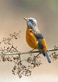 Image. Blue-capped Rock Thrush