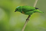 Image. Blue-crowned Chlorophonia