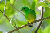 Image. Blue-crowned Chlorophonia