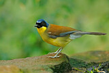 Image. Blue-crowned Laughingthrush