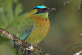 Image. Blue-diademed Motmot