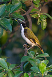Image. Blue-faced Honeyeater