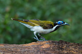 Image. Blue-faced Honeyeater