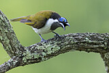 Image. Blue-faced Honeyeater