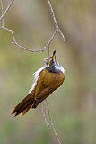 Image. Blue-faced Honeyeater