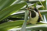 Image. Blue-faced Honeyeater
