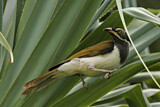 Image. Blue-faced Honeyeater