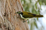 Image. Blue-faced Honeyeater