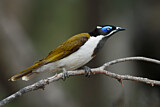 Image. Blue-faced Honeyeater