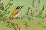 Image. Blue-faced Honeyeater