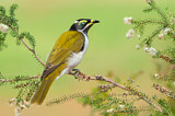 Image. Blue-faced Honeyeater
