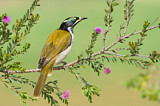 Image. Blue-faced Honeyeater