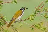 Image. Blue-faced Honeyeater