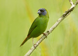 Image. Blue-faced Parrotfinch