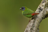 Image. Blue-faced Parrotfinch