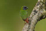 Image. Blue-faced Parrotfinch