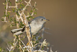 Image. Blue-grey Gnatcatcher