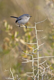 Image. Blue-grey Gnatcatcher