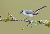 Image. Blue-grey Gnatcatcher