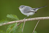 Image. Blue-grey Gnatcatcher