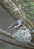 Image. Blue-grey Gnatcatcher