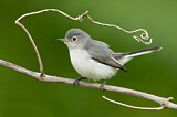 Image. Blue-grey Gnatcatcher