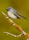 Image. Blue-grey Gnatcatcher