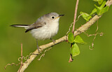 Image. Blue-grey Gnatcatcher