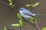 Image. Blue-grey Gnatcatcher