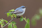 Image. Blue-grey Gnatcatcher