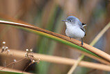Image. Blue-grey Gnatcatcher