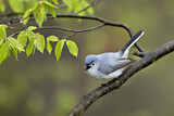 Image. Blue-grey Gnatcatcher