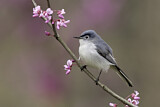 Image. Blue-grey Gnatcatcher