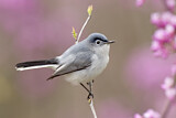 Image. Blue-grey Gnatcatcher