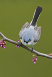 Image. Blue-grey Gnatcatcher