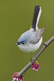 Image. Blue-grey Gnatcatcher