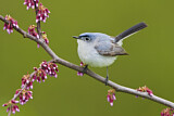 Image. Blue-grey Gnatcatcher