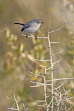 Image. Blue-grey Gnatcatcher