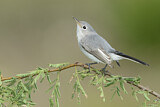 Image. Blue-grey Gnatcatcher