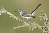 Image. Blue-grey Gnatcatcher