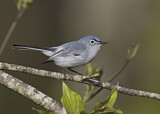 Image. Blue-grey Gnatcatcher