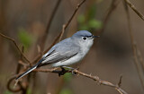 Image. Blue-grey Gnatcatcher