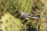 Image. Blue-grey Gnatcatcher