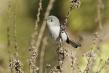Image. Blue-grey Gnatcatcher