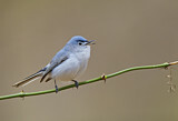 Image. Blue-grey Gnatcatcher