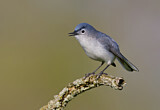 Image. Blue-grey Gnatcatcher