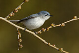 Image. Blue-grey Gnatcatcher
