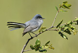 Image. Blue-grey Gnatcatcher