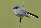 Image. Blue-grey Gnatcatcher